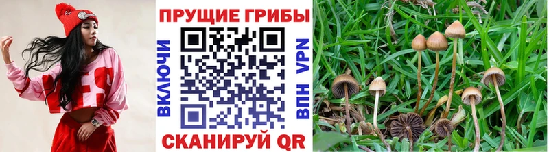 Псилоцибиновые грибы ЛСД  нарко площадка как зайти  Ряжск  omg маркетплейс 
